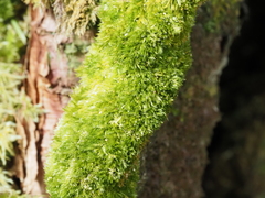 Sematophyllaceae