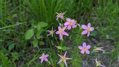 Sabatia angularis