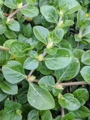 Alternanthera pungens