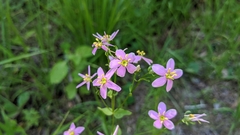 Sabatia angularis