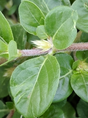 Alternanthera pungens
