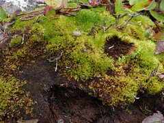 Herzogiella adscendens