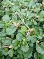 Alternanthera pungens