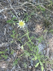 Gaillardia aestivalis winkleri