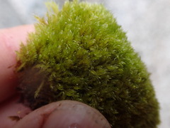 Herzogiella adscendens