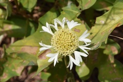 Gaillardia aestivalis winkleri