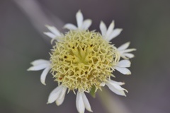 Gaillardia aestivalis winkleri