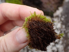 Herzogiella adscendens