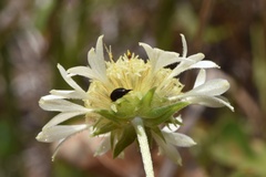 Gaillardia aestivalis winkleri