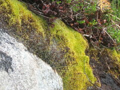 Herzogiella adscendens