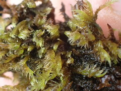 Herzogiella adscendens