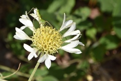 Gaillardia aestivalis winkleri