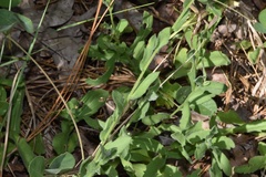 Gaillardia aestivalis winkleri