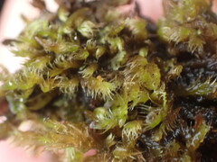 Herzogiella adscendens