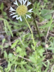 Gaillardia aestivalis winkleri