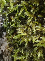 Herzogiella adscendens