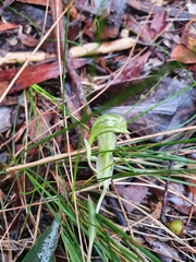 Pterostylis smaragdyna