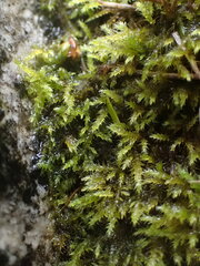 Herzogiella adscendens