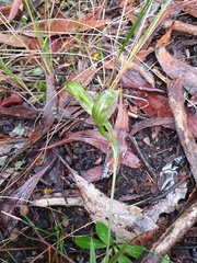Pterostylis smaragdyna