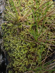 Herzogiella adscendens