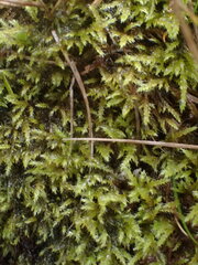 Herzogiella adscendens