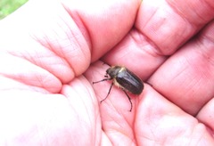 Amphimallon altaicum