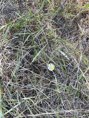 Gaillardia aestivalis winkleri
