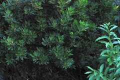 Allophylus natalensis