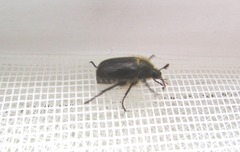 Amphimallon altaicum