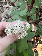 Spiraea corymbosa