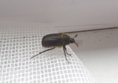 Amphimallon altaicum