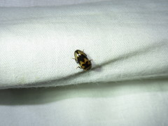 Ischyrus quadripunctatus