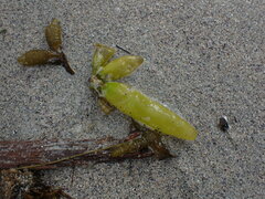 Halosaccion glandiforme
