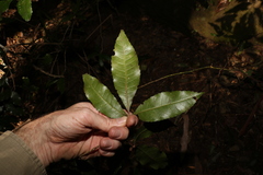 Pseudoweinmannia lachnocarpa