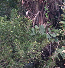 Allophylus natalensis