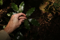 Pseudoweinmannia lachnocarpa