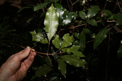 Pseudoweinmannia lachnocarpa