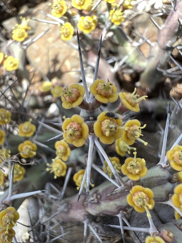 Euphorbia samburuensis