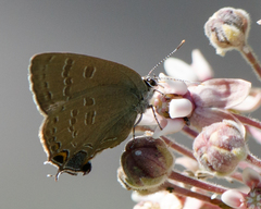 Satyrium caryaevorus