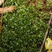 Rhodobryum aubertii - Photo 由 Greg Tasney 所上傳的 (c) Greg Tasney，保留部份權利CC BY-SA