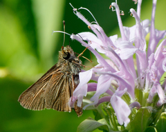 Euphyes vestris