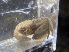 Actaeodes tomentosus