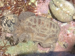 Actaeodes tomentosus