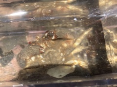 Actaeodes tomentosus