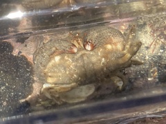 Actaeodes tomentosus