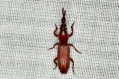 Ankleineella sulcicollis