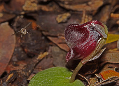 Corybas unguiculatus