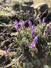 Scutellaria tuvensis