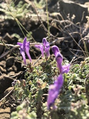 Scutellaria tuvensis
