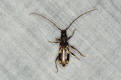 Phoracantha semipunctata